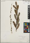 Foto von Salix purpurea L.